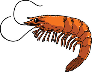 Vector Hand Drawn Fresh Cooked Prawn In White Background
