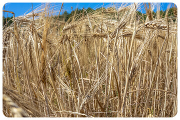 Champ de blé avant la moisson 
