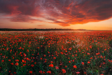 Summer meadow of poppies flowers