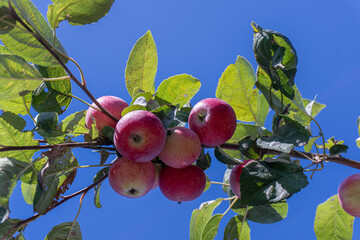 apple branch with fruits