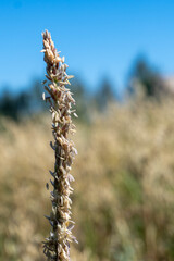 Young corn plant close-up