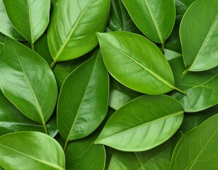 Lush green leaves background displaying freshness and vitality of foliage pattern