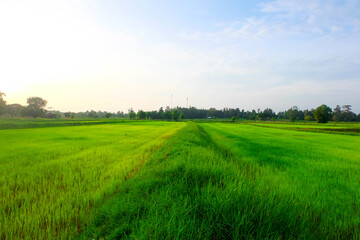 Green rice field atmosphere.
