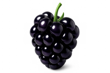 Photorealistic 3d rendering showing plump blackberry with attached stem, floating against transparent backdrop