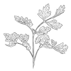Monochrome botanical fragrant herb drawing of parsley plant isolated on white background. Graphic hand drawn ink black and white vector. Good for cooking, spa, medicinal tea, and garden, beauty