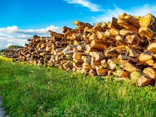 Alte Baumstämme zur Herstellung von Rindenmulch