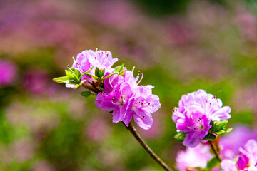 万年山のミヤマキリシマ