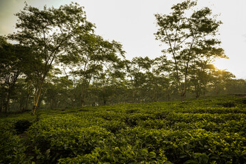 green tea plantation fields with trees on them, landscape