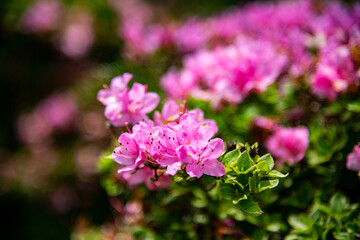 万年山のミヤマキリシマ