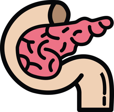 Pancreas Anatomy