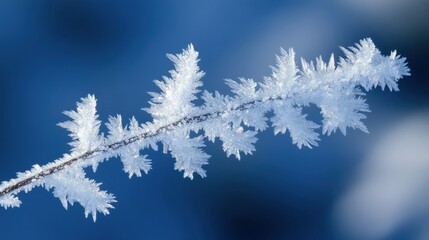 Frosty Branch with Intricate Snowflakes against Blue Background