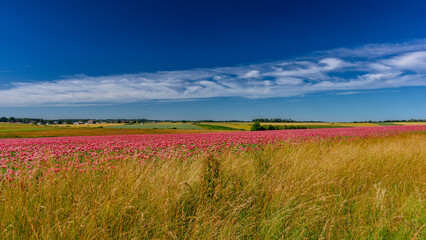 Waldviertler Mohnfeld