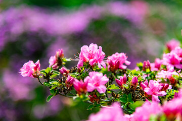 万年山のミヤマキリシマ