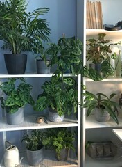 Urban jungle vibe in a minimalist home. Monstera, palm, and other leafy plants in pots arranged neatly on open shelves bring nature indoors and enhance modern home decor.