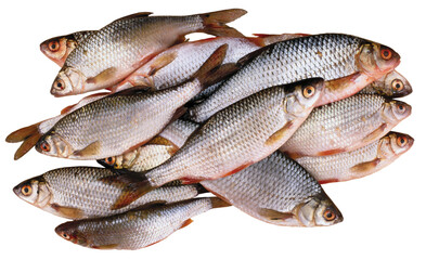fresh fish on white background