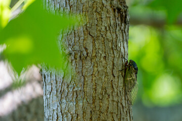 暑い夏の日のクマゼミ