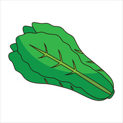 Green leafy vegetable on white background