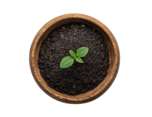 Small sprout in dark soil, wooden bowl. Top view