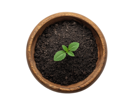 Small sprout in dark soil, wooden bowl. Top view