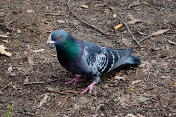 Colorful pigeon foraging on the ground in a park during daylight hours