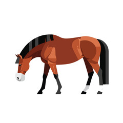 Obraz premium Brown horse grazing, isolated against pure white backdrop, showcases its elegant form. Brown horse exhibits its muscular build, with a flowing mane and tail adding to its charm.