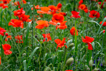 Fototapeta premium Vibrant poppy flowers bloom in a lush green field under bright sunlight in early summer
