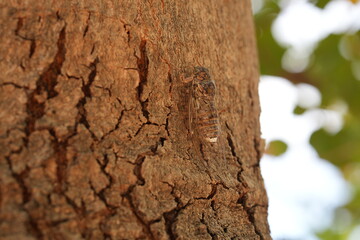 Cicada on Tree Bark with Light and Leaves in Background