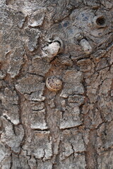 Snail on Rough Tree Bark Surface