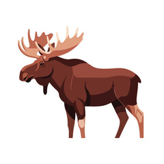 Obraz premium Majestic moose Alces alces with large antlers standing on white background. Moose illustration shows powerful animal with impressive horns. Image of moose is perfect for wildlife magazines,