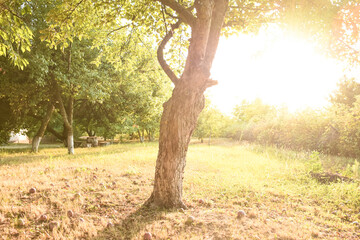 Apple tree with green leaves and ripe fruits against the sun, with bright sun rays shining through the branches, summer rural landscape