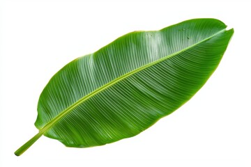 Fototapeta premium Large Green Leaf Isolated on White Background Displaying Natural Textures and Vibrant Colors Ideal for Nature and Botanical Themes in Design Projects