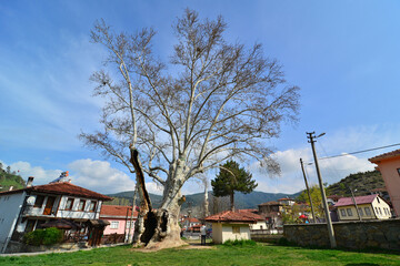A view from the Historical Plane Tree in the Historical Tarakli Town in Sakarya, Turkey