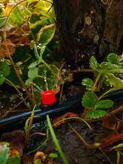 Garden drip irrigation system. Systematized watering of plants