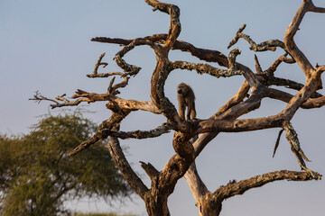 Olive Baboon climbing a tree