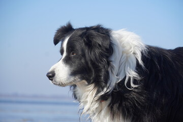 Border collie