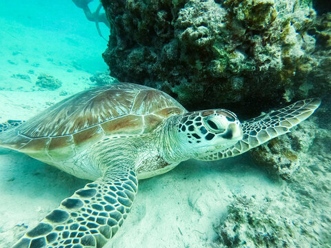 Nahaufnahme einer wilden Meeresschildkr&ouml;te im klaren Wasser vor Mauritius