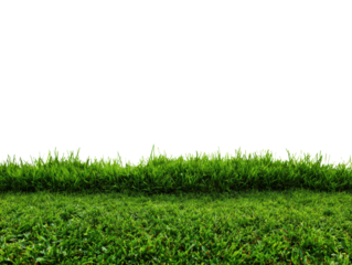 Lush green grass growing in a sunny outdoor environment