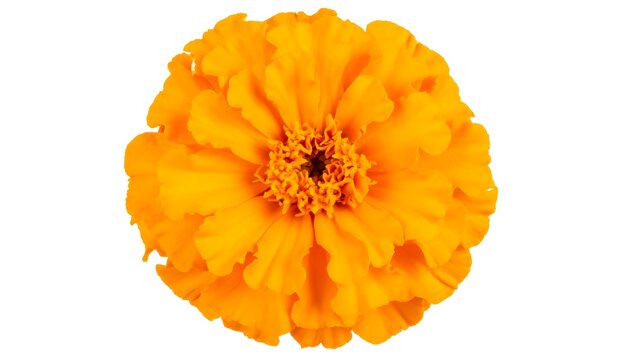 Close-up of a vibrant orange flower (1) - Powered by Adobe