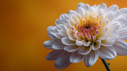 A close-up of a white chrysanthemum with a vibrant yellow background