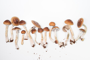 Psilocybin Mushrooms Light Background Psychedelic Medicine Organic Therapeutic