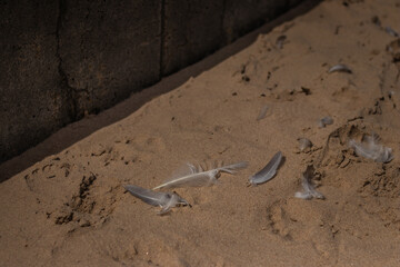 Close-up of delicate white feathers resting on textured sand with visible footprints, evoking a quiet coastal atmosphere.