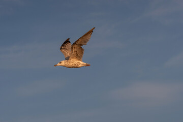 Obraz premium Clear and detail photo of seagull mid-flight against a bright blue sky with scattered soft clouds. Image captures the elegant and grace of bird in motion, creating clean and uplifting composition