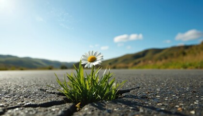 White daisy in full bloom stands alone on gray asphalt road, vibrant petals against muted backdrop. Verdant valley in distance, nestled in nature hues. Blue sky overhead, serene expanse. Lone flower