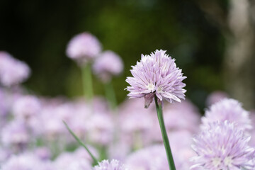 北海道で六月に見たチャイブ