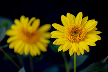 Selective focus of golden yellow flowers in garden, Tithonia diversifolia is a species of flowering plant in the family Asteraceae that is commonly known as Mexican sunflower, Nature floral background