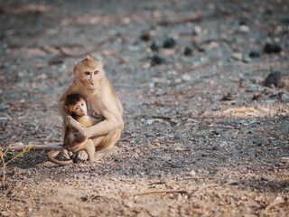 Macaca or mother monkey protects her cubs in a tropical forest. It Hug a baby monkey in arms, stares and makes eye contact. At Khao Ngu Stone Park, Ratchaburi, Thailand. Leave space for text input. © sompao