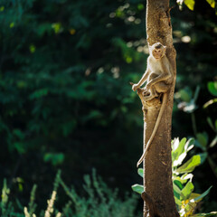 A little monkey sits alone in the shade of a tree in a natural forest park. It stares and makes eye contact. At Khao Ngu Stone Park, Ratchaburi, Thailand. Leave space for banner text input.