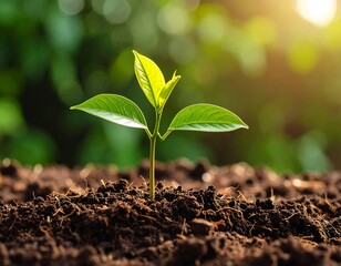 Tender sprout emerging from dark soil symbolizing new beginnings and growth potential