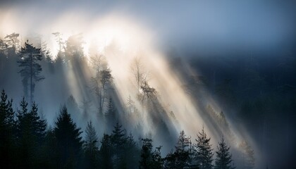 Fototapeta premium rays of light penetrating through the dark misty forest covered with fog cloudy foggy atmosphere