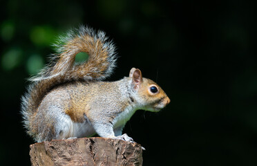 Grey squirrel standing on a tree stump